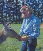 deer at mt hutt
